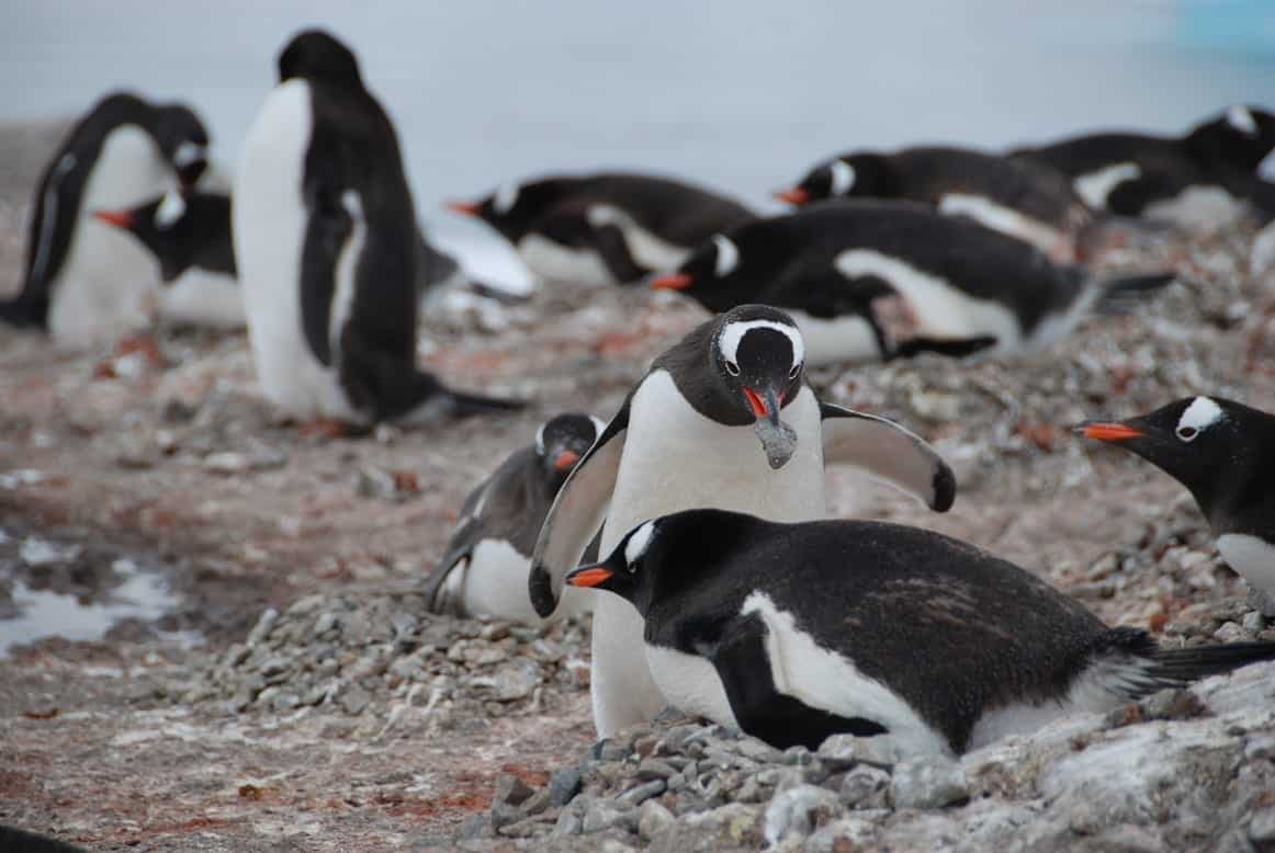 Субантарктический Пингвин. Pygoscelis Papua. Какой тип развития характерен для субантарктического пингвина