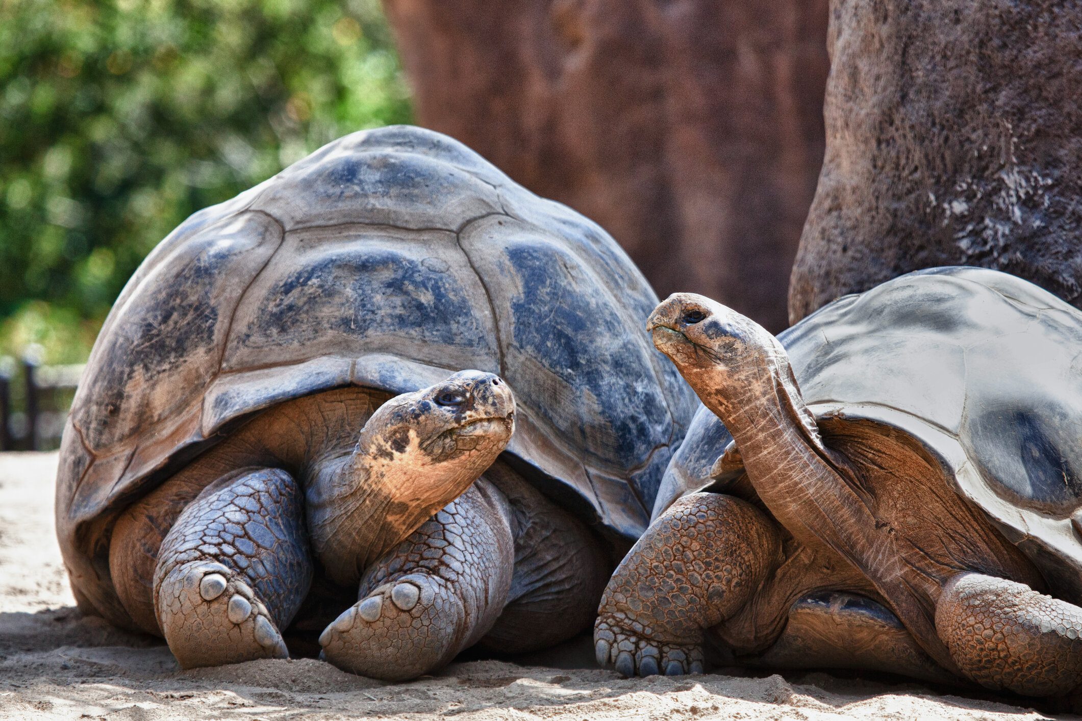 Черепахи пара